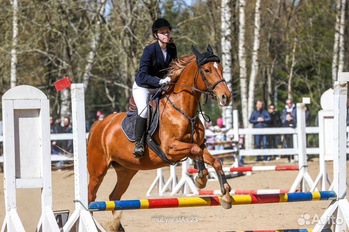 Конный спорт, занятия на лошади, конкур, выездка