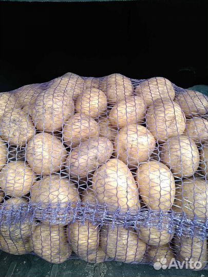 Продам картофель