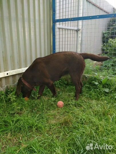 Передержка собак