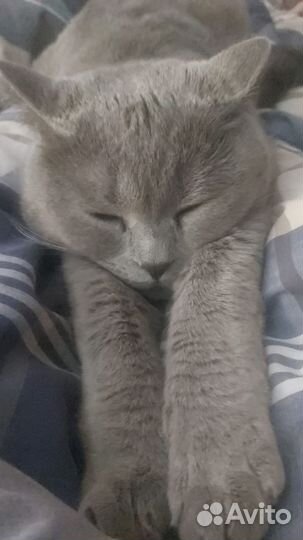 Кот британский