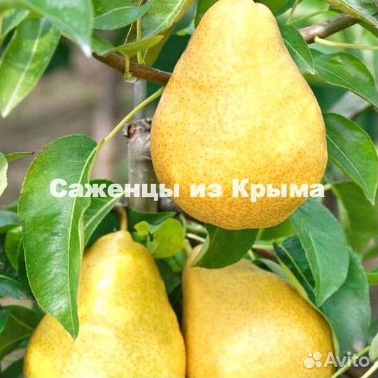 Саженцы Груши Дюшес Летний