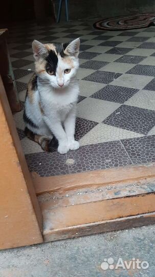 Домашние животные кошки