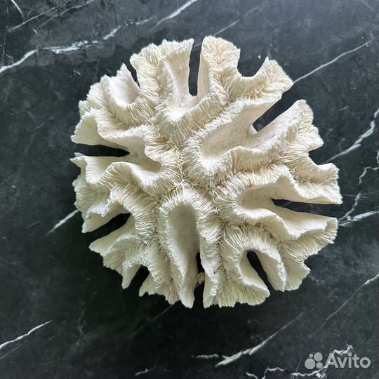 Морские кораллы и декор для аквариума