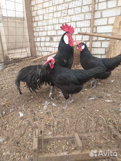 Цыплята,яйцо