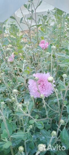 Хризантема