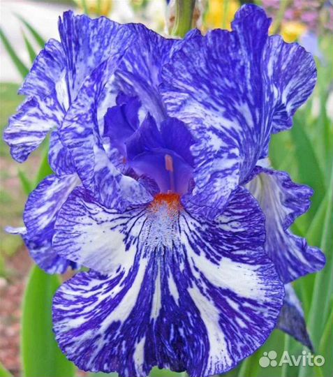 Ирис Германика