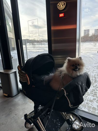 Случка шпиц