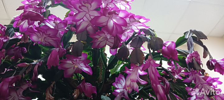 Продам декабристы