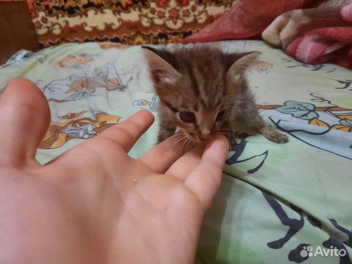 Отдам в добрые руки