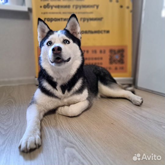 Стрижка собак и кошек. Обучение грумингу