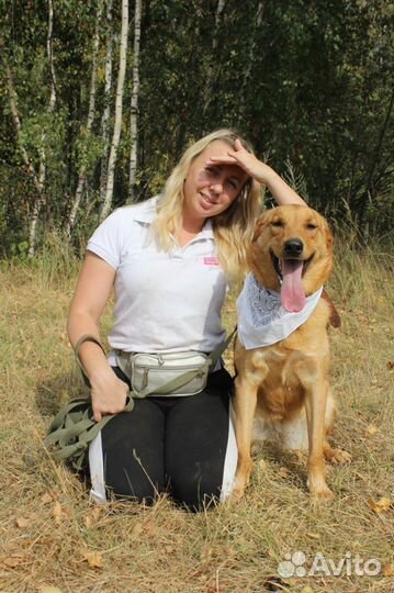 Баффи-ласковая собаченька ищет дом