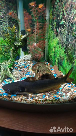 Сом аквариумный