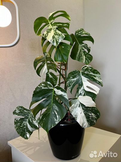 Монстера Вариегатная