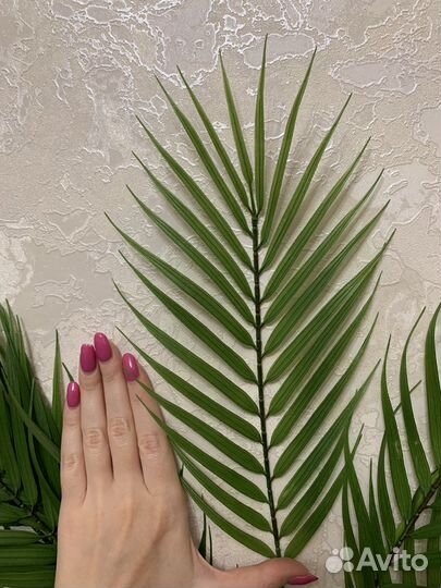 Искусственные растения / Пальма