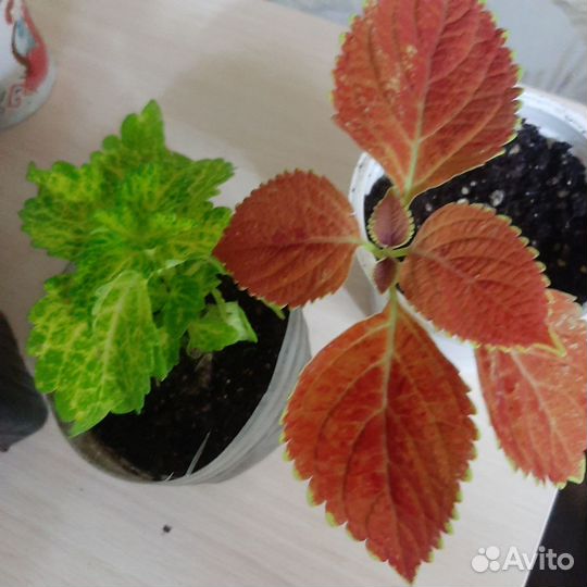 Колеусы вегетативные сортовые