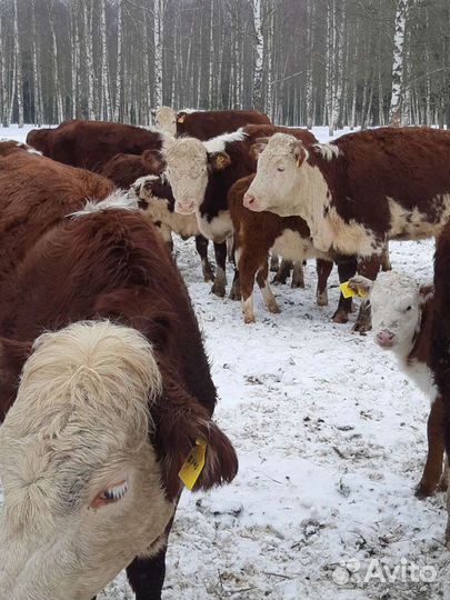 Коровы и телята