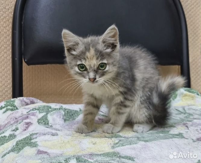 Анфиса - котенок-девочка в хорошие руки