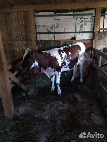 Айширская телка нетель 16 месяцев, покрыта