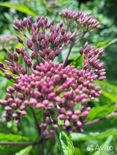 Флоксы многолетние. Посконник