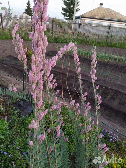 Продам мерикарию большой куст