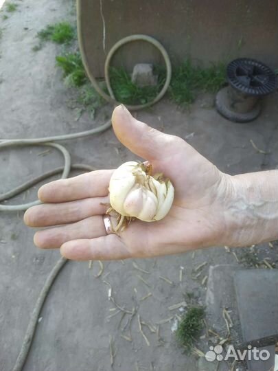 Лилия. Сорт глок