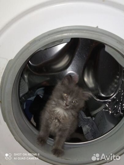 Отдам даром котёнка мальчик рождён 15.05.23
