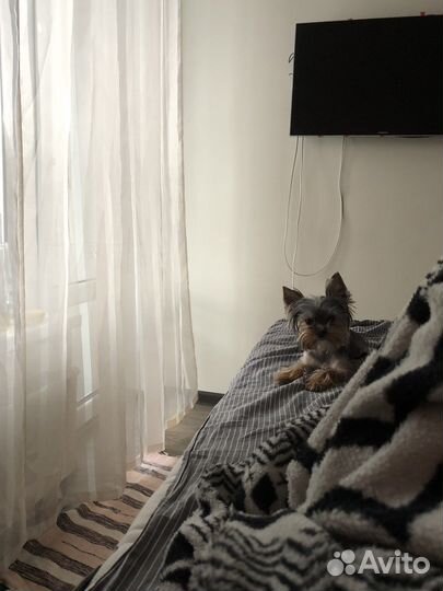 Случка доя йорика 1 год