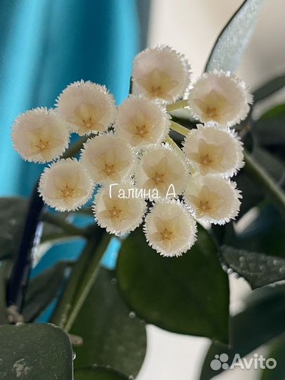 Хойя лакуноза эскимо