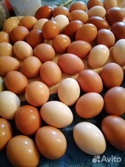 Домашние куриные яйца оптом