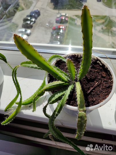 Питахайя (драгонфрукт)