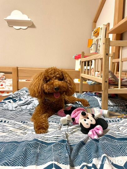 Вязка кобель красавчик той Пудель