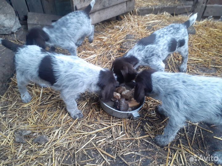 Дратхар продаю