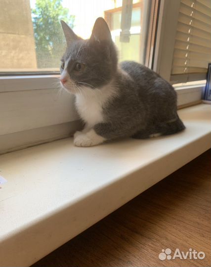 Кошки в добрые руки бесплатно