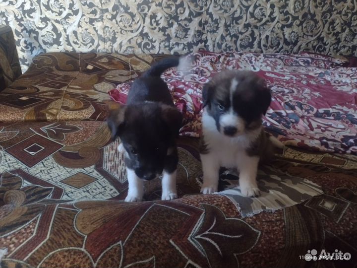 Собака в добрые руки отдам бесплатно