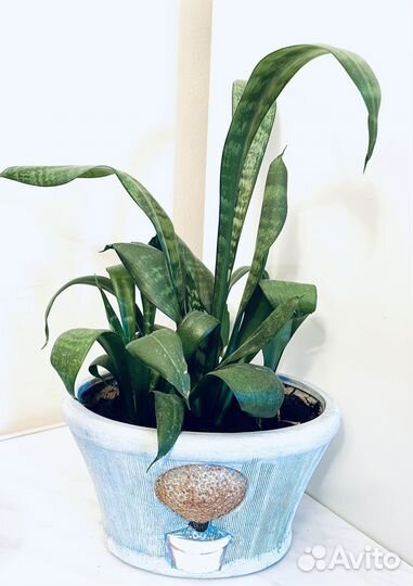 Хлорофитумы;Сансевиерия Ханни,традесканция