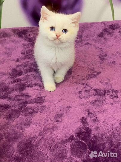 Синеглазки