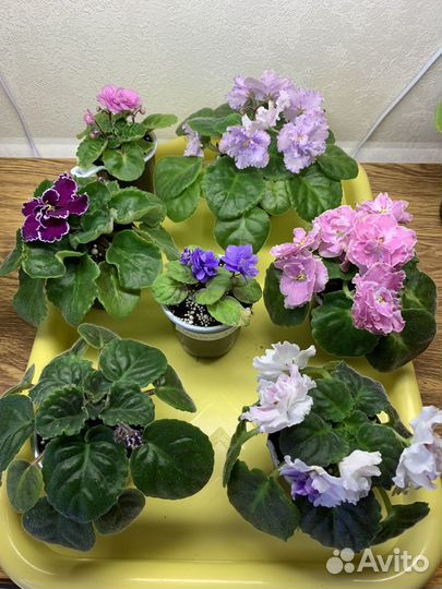 Фиалки цветущие в горшке