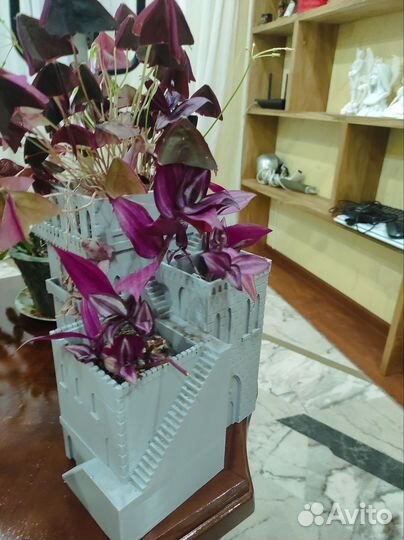 Алоэ лечебный 3х летний, антуриум, декабрист и т.д