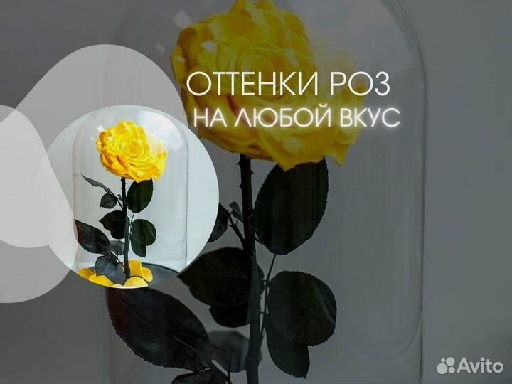 Роза в колбе. Вечная