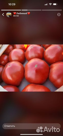 Помидор