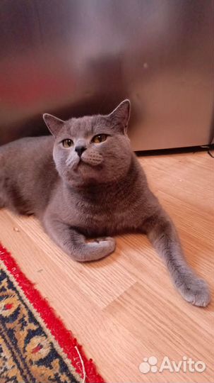 Британские котята
