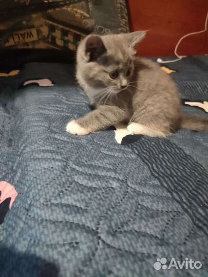 Серый пушистый котёнок девочка 1.5 месяца