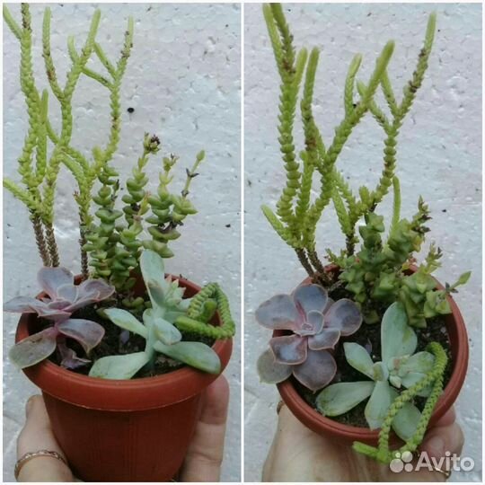 Адениумы и другие суккуленты