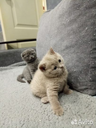 Британские вислоухие котята