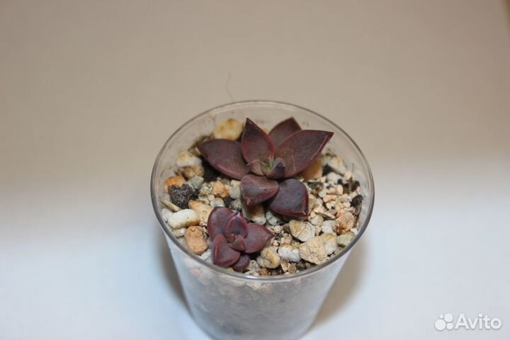 Суккуленты 2