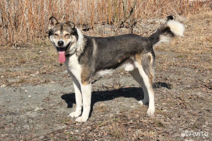 Тима ищет дом