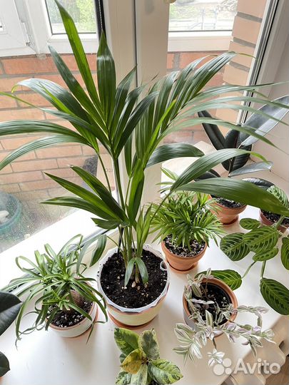 Пальма Ховея Форстера