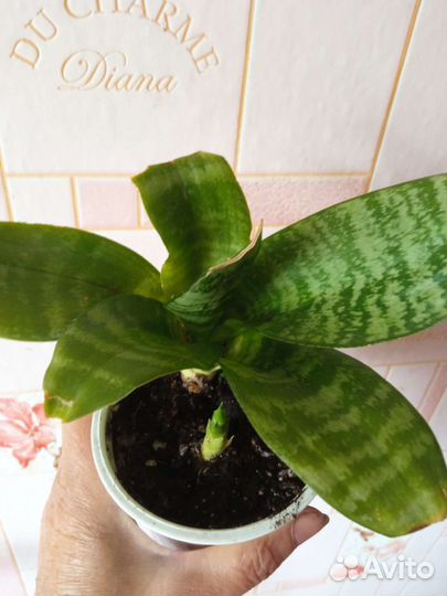 Сансевиерия