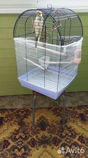 Продам попугая кореллу с клеткой