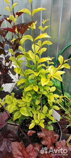 Многолетники для сада